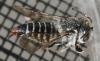 Coelioxys echinata